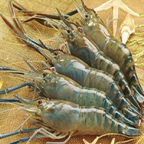 Làng tôm... tỷ phú